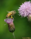 INSECTS